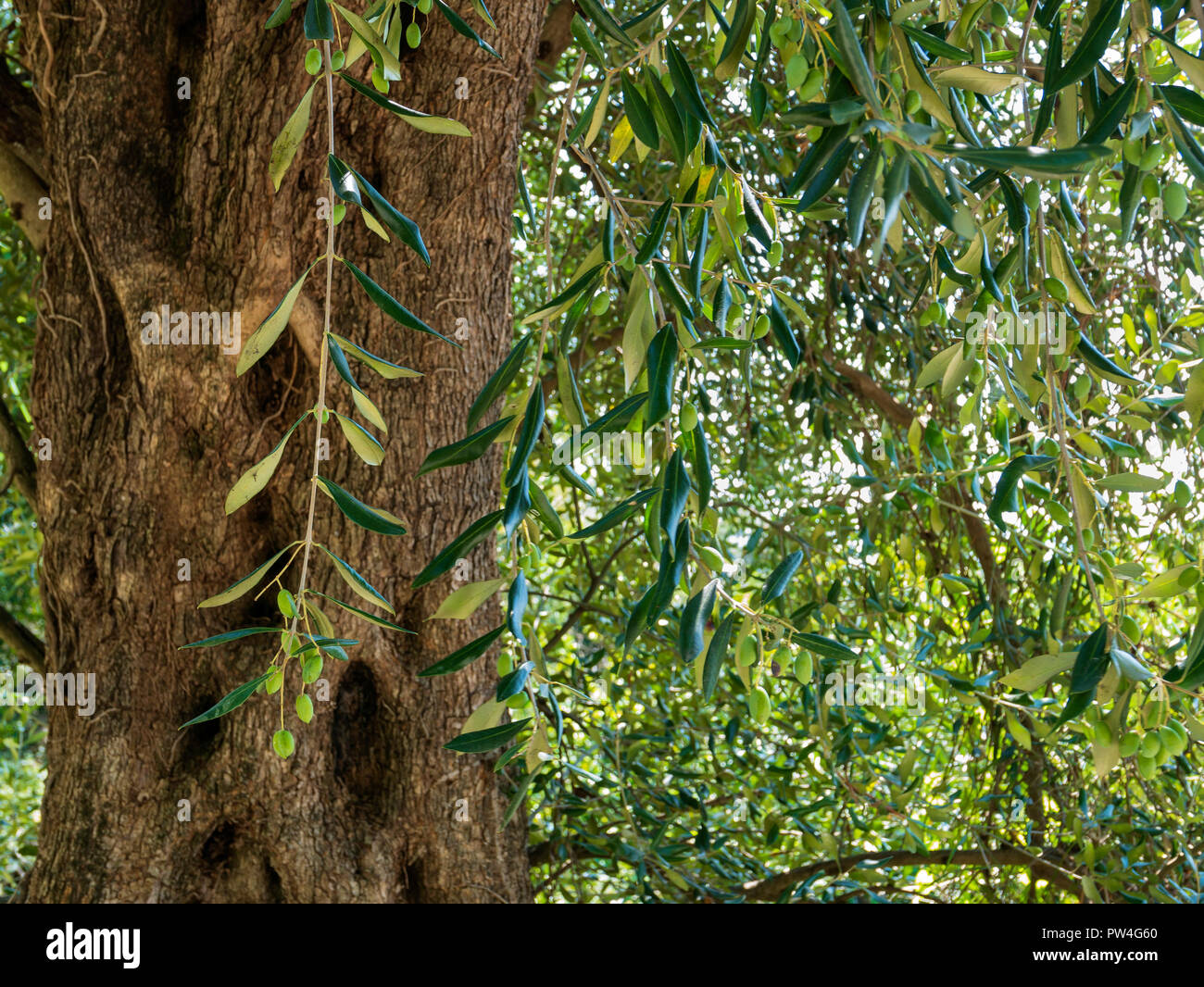 Olivenbaum (Olea europaea), Korfu, Ionische Inseln, Griechenland. Stockfoto