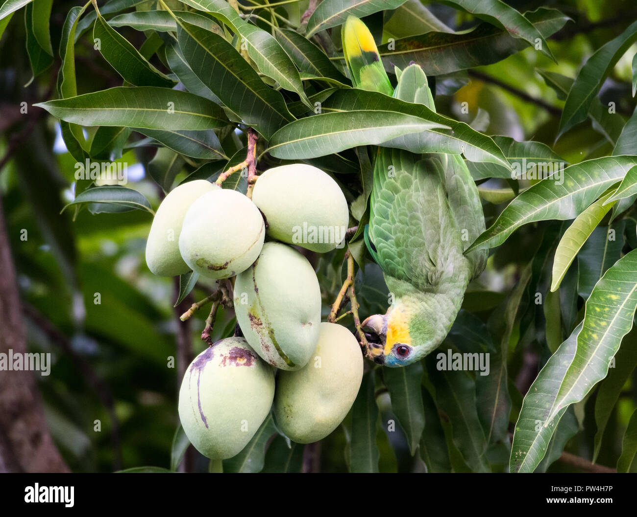 Orange Winged Amazon Parrot essen Mangos. Stockfoto