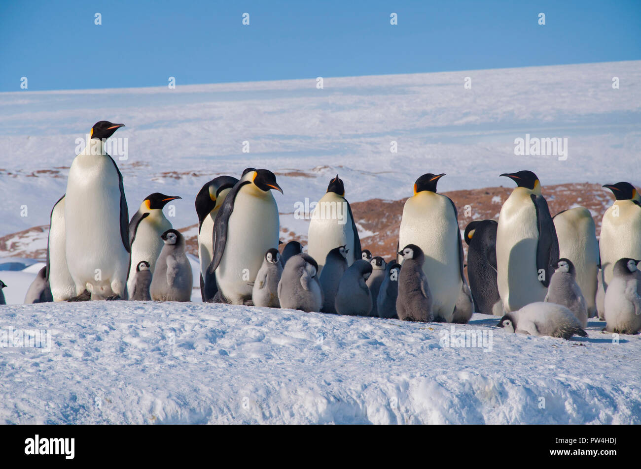 Kolonie, Herde - Kaiserpinguine in der Antarktis. Pinguine stehen an einem sonnigen Tag mit ihren Jungen in den Schnee. Antarktis. Stockfoto