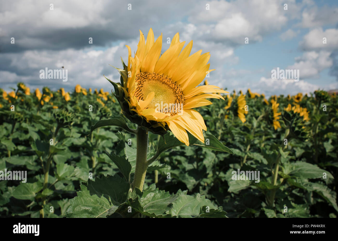 Sonnenblumen wachsen gegen bewölkter Himmel am Bauernhof während der sonnigen Tag Stockfoto