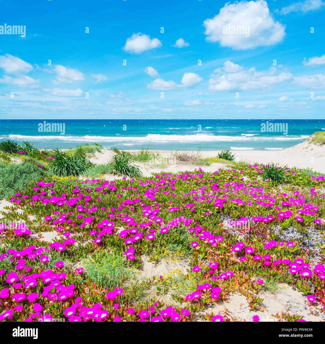 Rosa Blumen am Meer in Platamona Ufer Stockfotografie