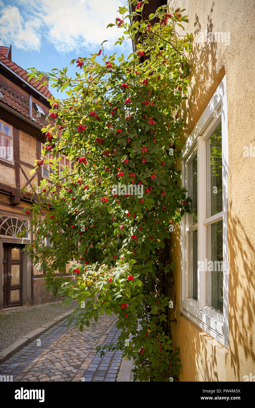 Hagebutten Strauch in der Altstadt von Quedlinburg. Stockfoto