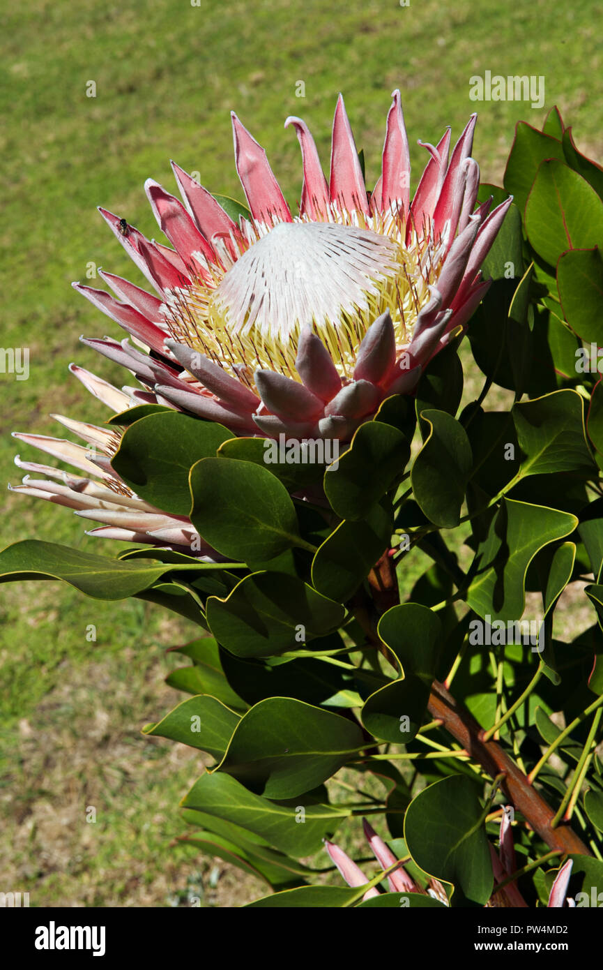 Proteus Der South African National Blume Und Emblem An Der