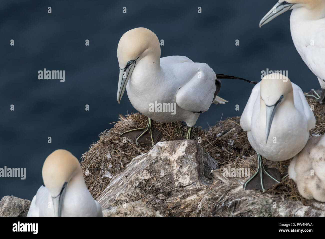 Northern Gannet closeup erschossen Cape St. Mary's Neufundland, Kanada Stockfoto