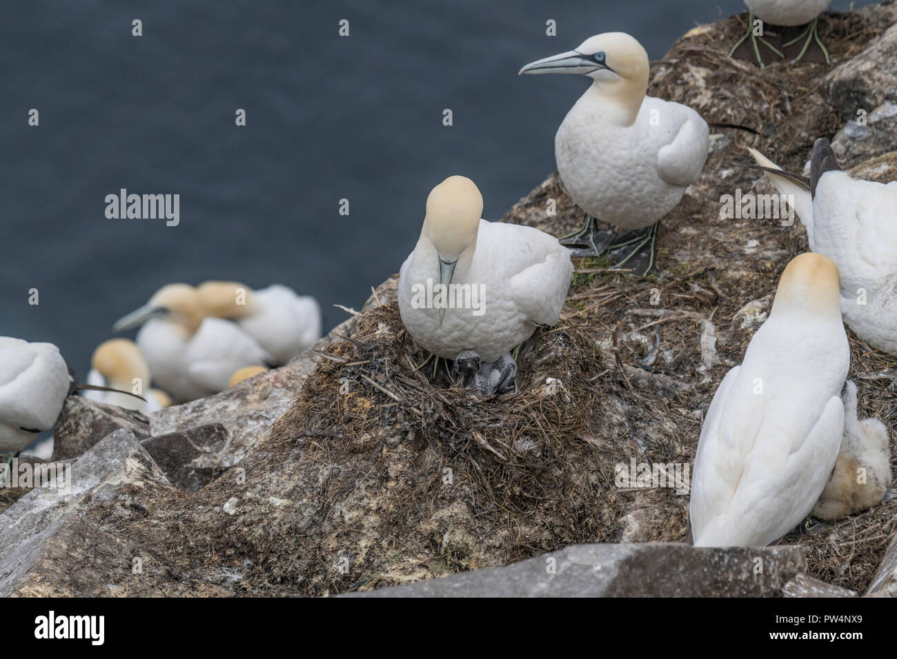 Northern Gannet Eltern mit Küken, Cape St. Mary's, Neufundland, Kanada Stockfoto