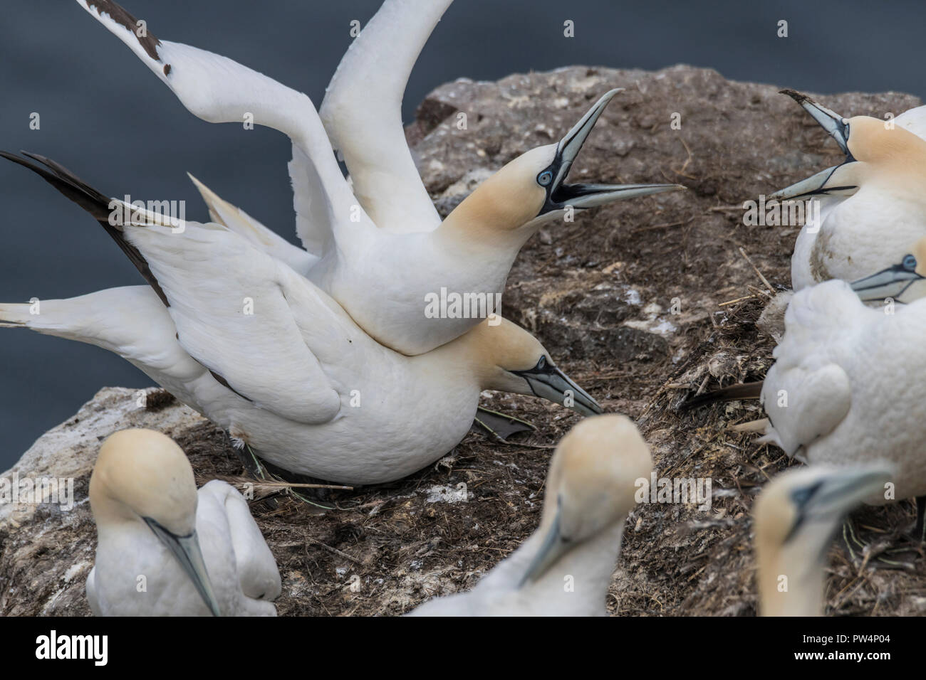 Northern Gannet Paarung Cape St. Mary's Neufundland, Kanada Stockfoto