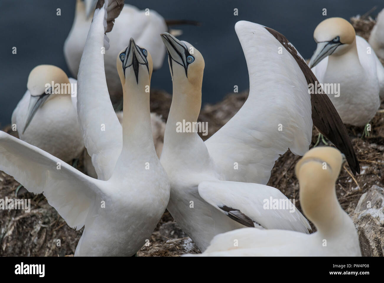 Northern Gannet closeup erschossen Cape St. Mary's Neufundland, Kanada Stockfoto
