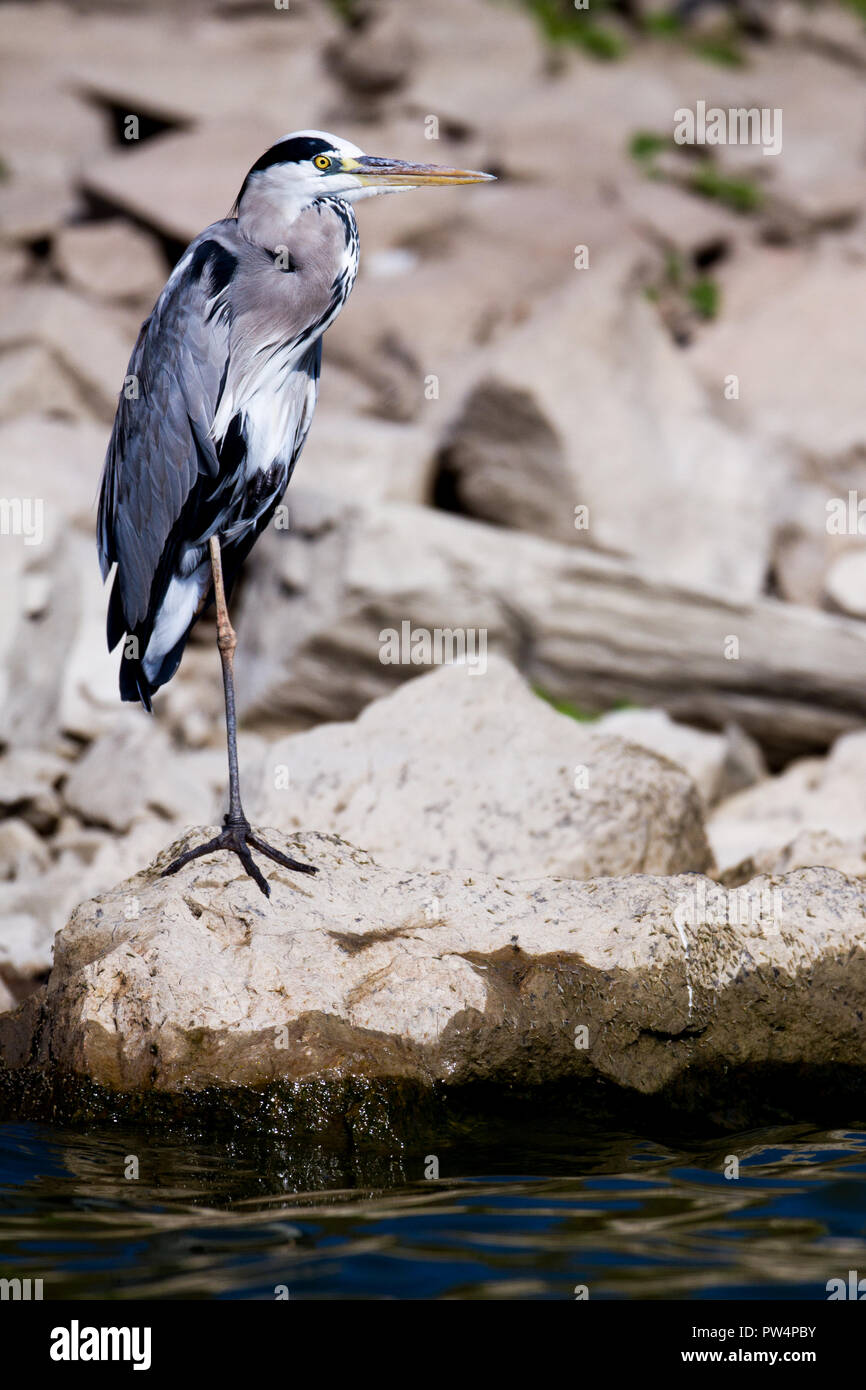 Graureiher Ardea cinerea, AUSGLEICH MIT EINEM BEIN AUF EINEM FELSEN Stockfoto