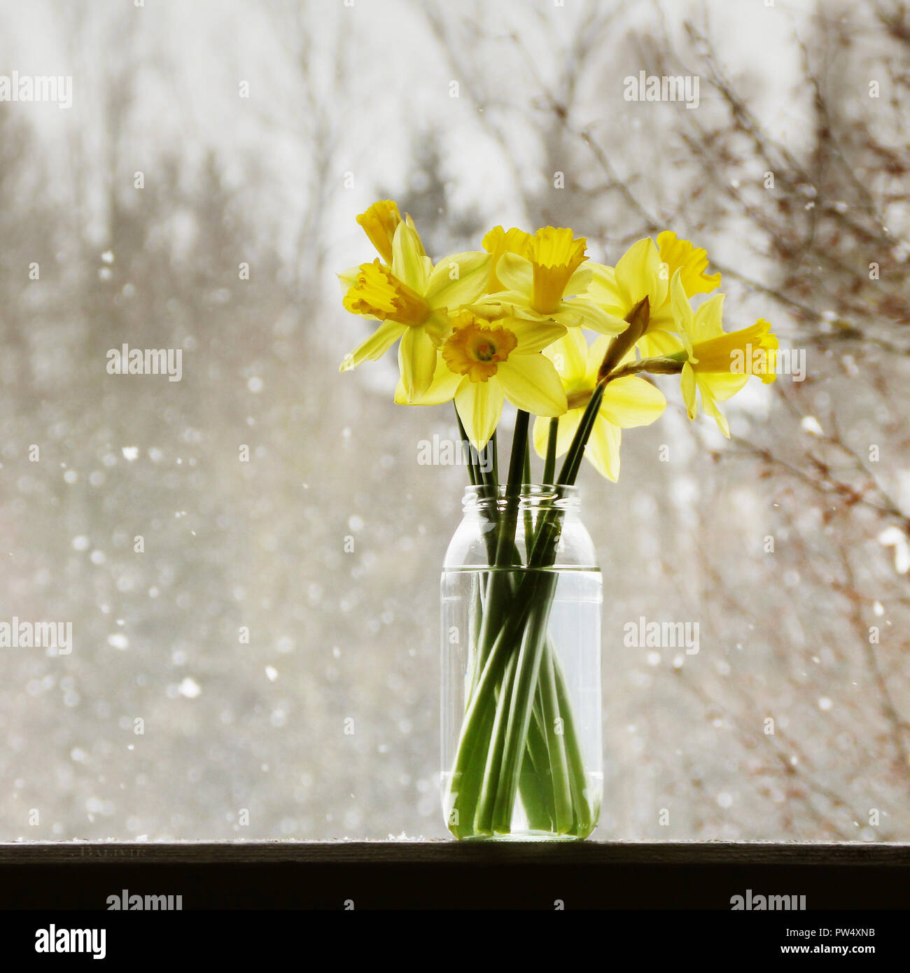 Die fastenzeit Lily in Schneefall im März Stockfoto