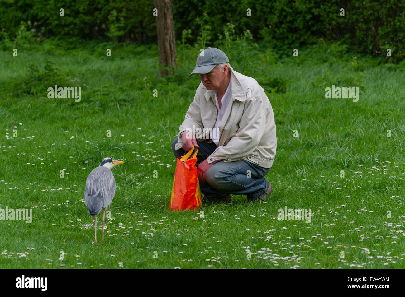 Man füttern junge Graureiher in Regents Park London UK Stockfoto
