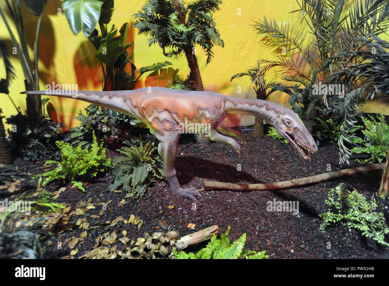 Mailand (Italien), Ausstellung der prähistorischen Tiere reproduziert in voller Größe; Coelophysis Coelophysis (bauri) Stockfoto