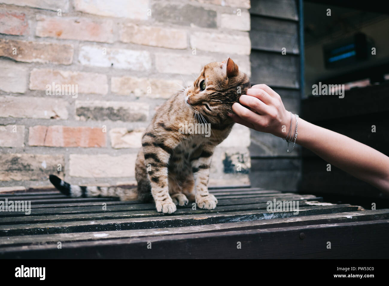 Streunende Katze mit blauen Augen, orange gestreifte Fell, kratzte sich am Kopf Stockfoto