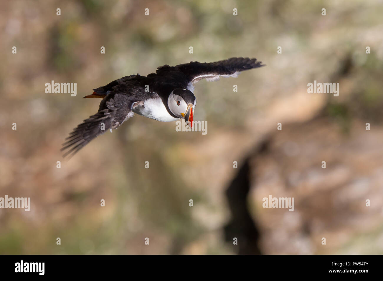 Eyriel Nahaufnahme des britischen Papageitaucher Seevögel (Fratercula Arctica) im Flug, isoliert im Meeresbrise, Bempton Klippen im Hintergrund. Britische Papageientaucher. Stockfoto