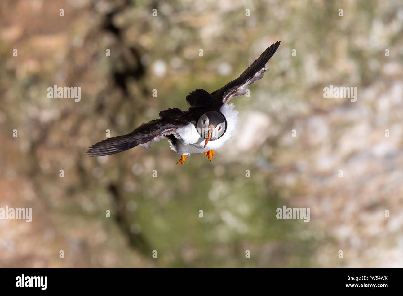 Vorderansicht Nahaufnahme des wilden britischen Puffins Seabird (Fratercula arctica) isoliert im Mittelflug, schwebender Wind, Flügel ausgebreitet. Britische Seevögel, Puffin. Stockfoto