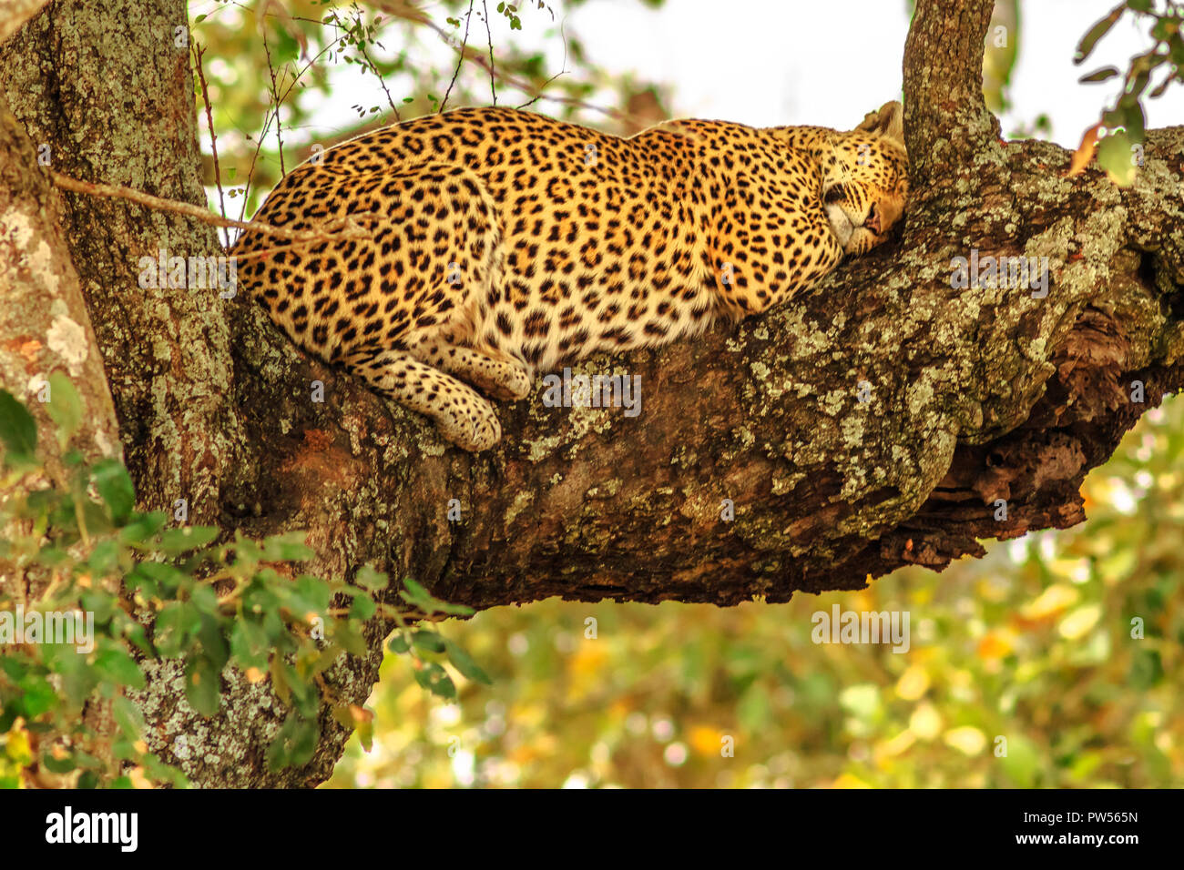 African Leopard Panthera Pardus, schlafen auf einem Baum in der Natur Lebensraum. Big Cat im Krüger Nationalpark, Südafrika. Der Leopard ist Teil der beliebten Big Five. Stockfoto
