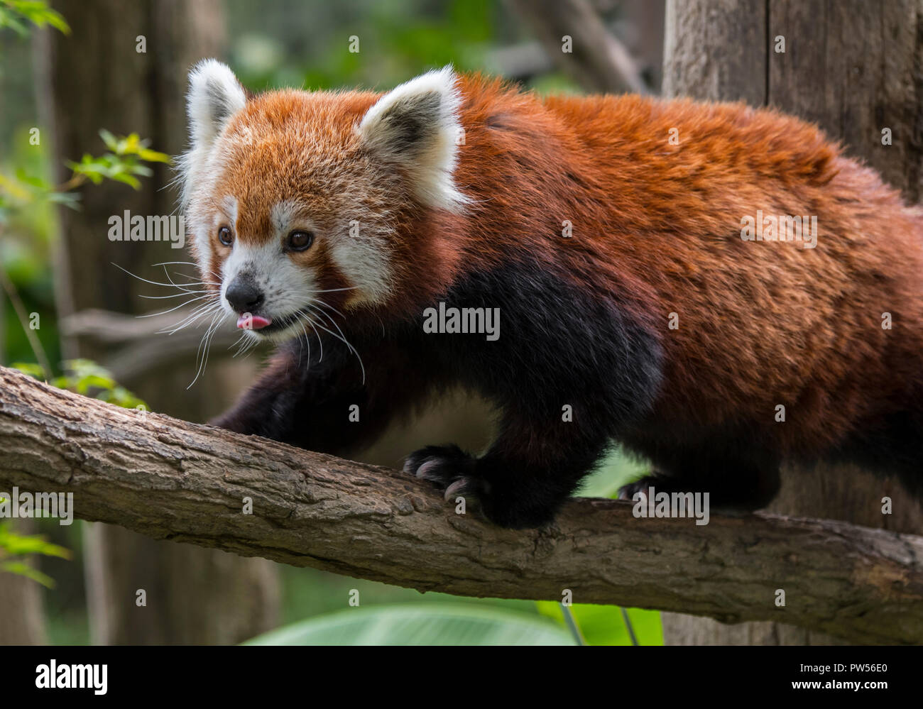 Red Panda/Lesser Panda (Ailurus fulgens) laufen über Zweig im Baum, beheimatet im östlichen Himalaya und im südwestlichen China Stockfoto