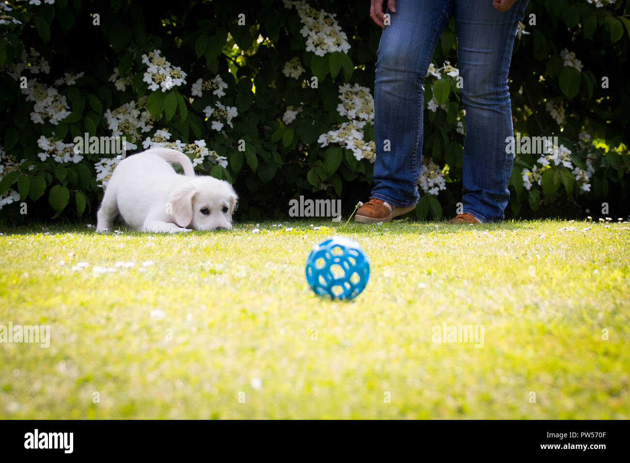 Golden Retriever Welpe Stockfoto