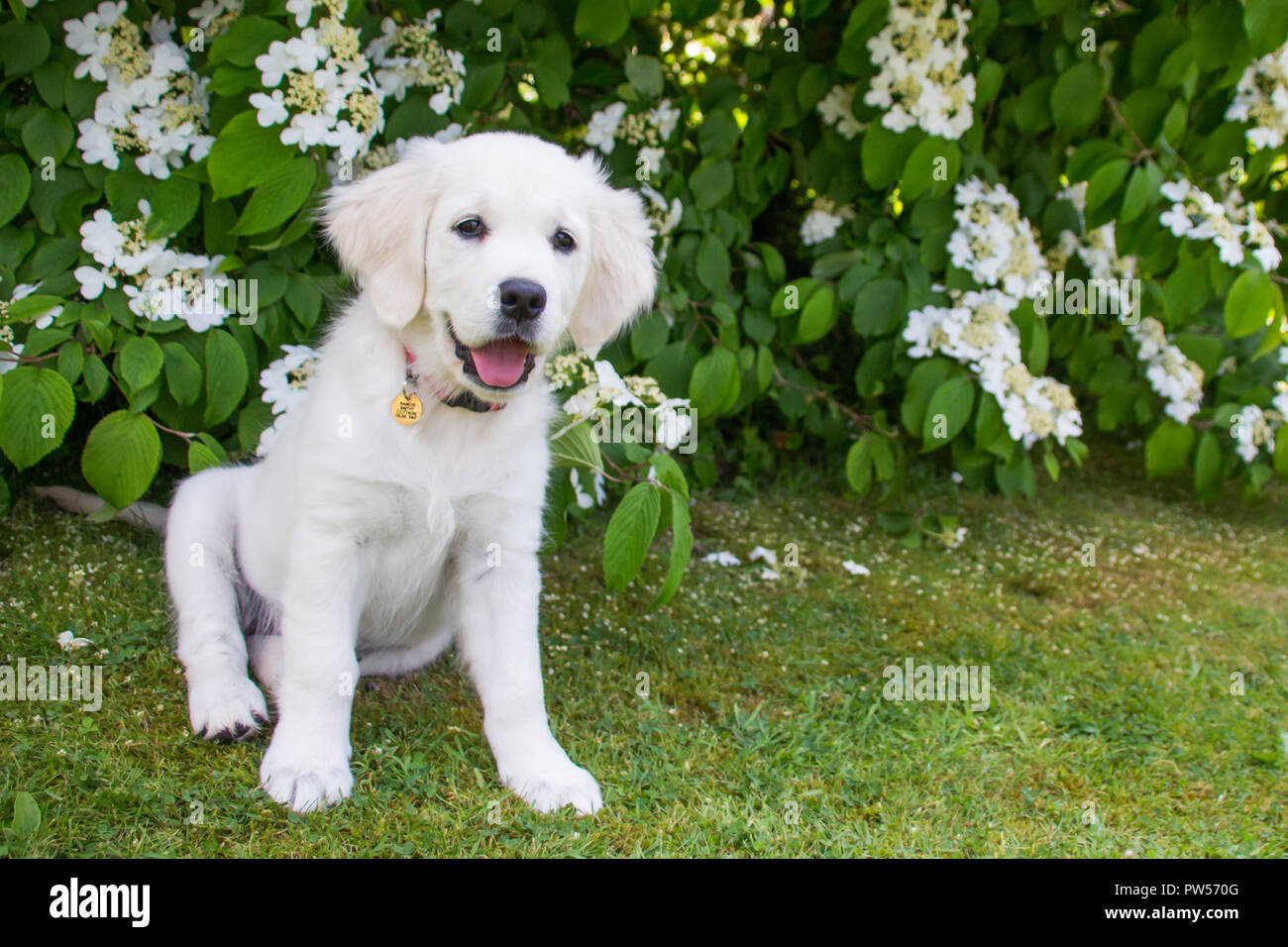 Golden Retriever Welpe Stockfoto