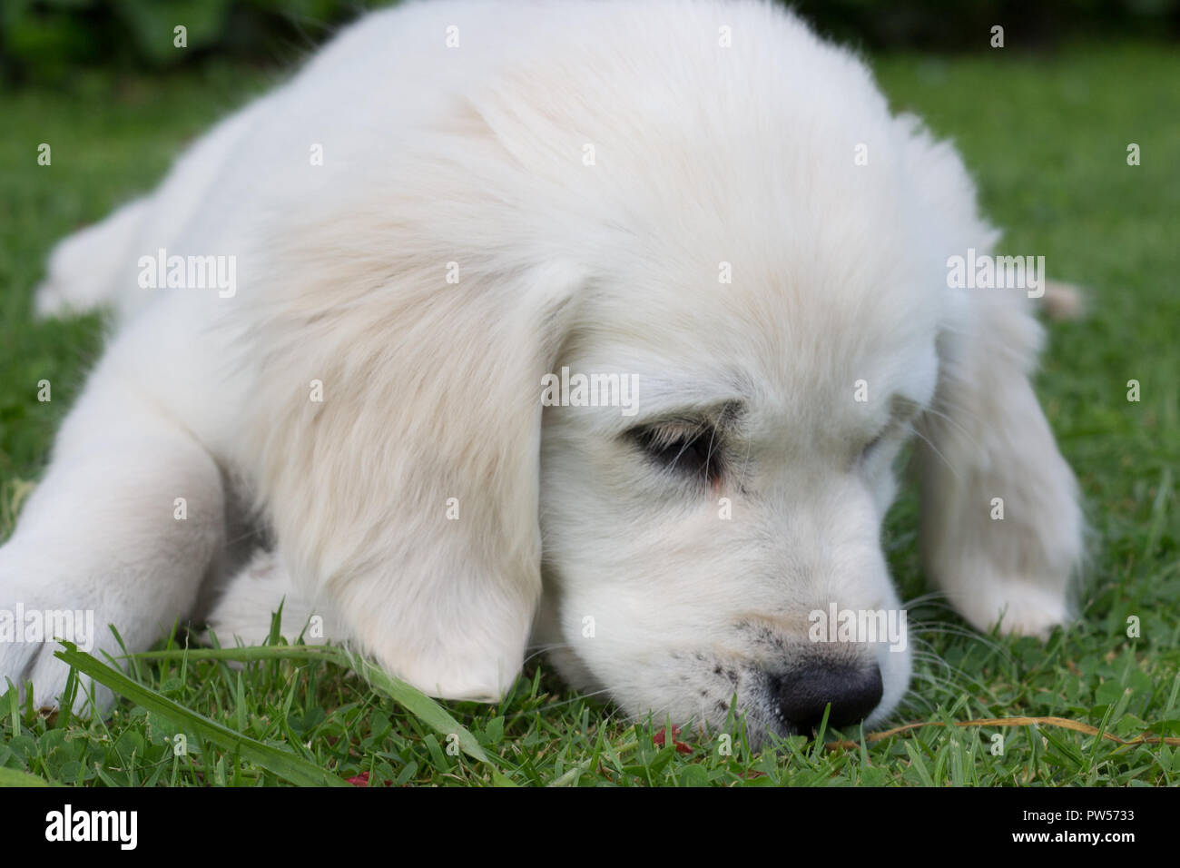 Golden Retriever Welpe Stockfoto