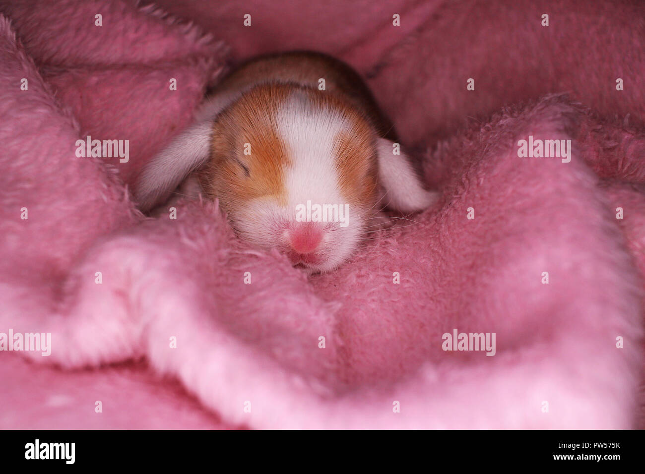Cute bunny lop Kaninchen Baby Kit auf farbenfrohe Studio Hintergrund. New Born Baby Tier Haustier Kaninchen. Stockfoto