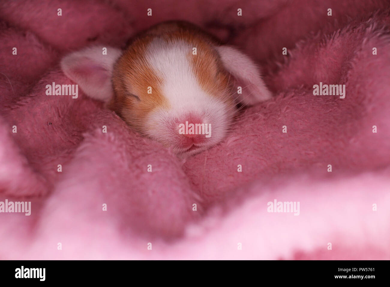 Cute bunny lop Kaninchen Baby Kit auf farbenfrohe Studio Hintergrund. New Born Baby Tier Haustier Kaninchen. Stockfoto