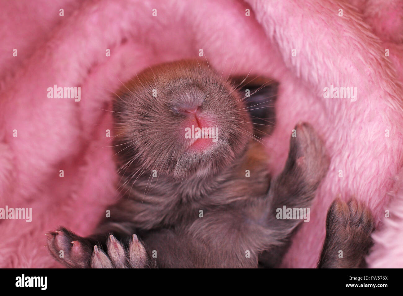 Cute bunny lop Kaninchen Baby Kit auf farbenfrohe Studio Hintergrund. New Born Baby Tier Haustier Kaninchen. Stockfoto