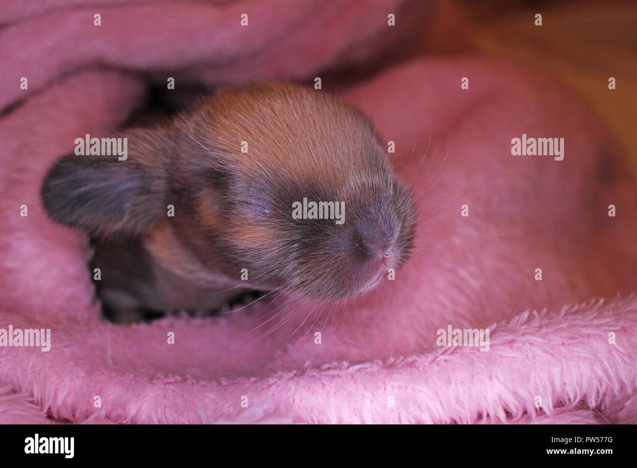 Cute bunny lop Kaninchen Baby Kit auf farbenfrohe Studio Hintergrund. New Born Baby Tier Haustier Kaninchen. Stockfoto