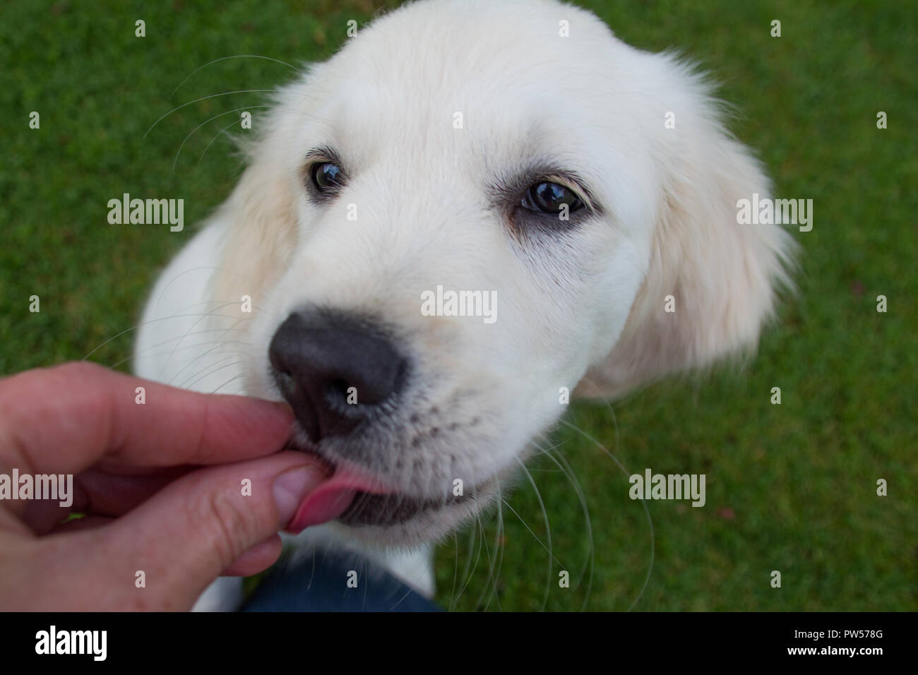 Golden Retriever Welpe Stockfoto