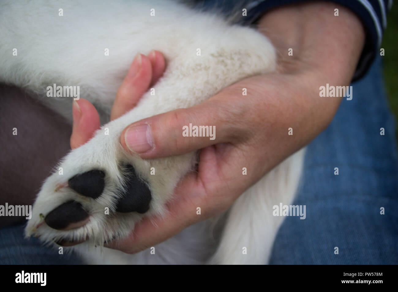 Golden Retriever Welpe Stockfoto