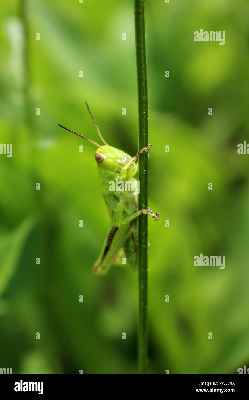 Grüne Heuschrecke Stockfoto