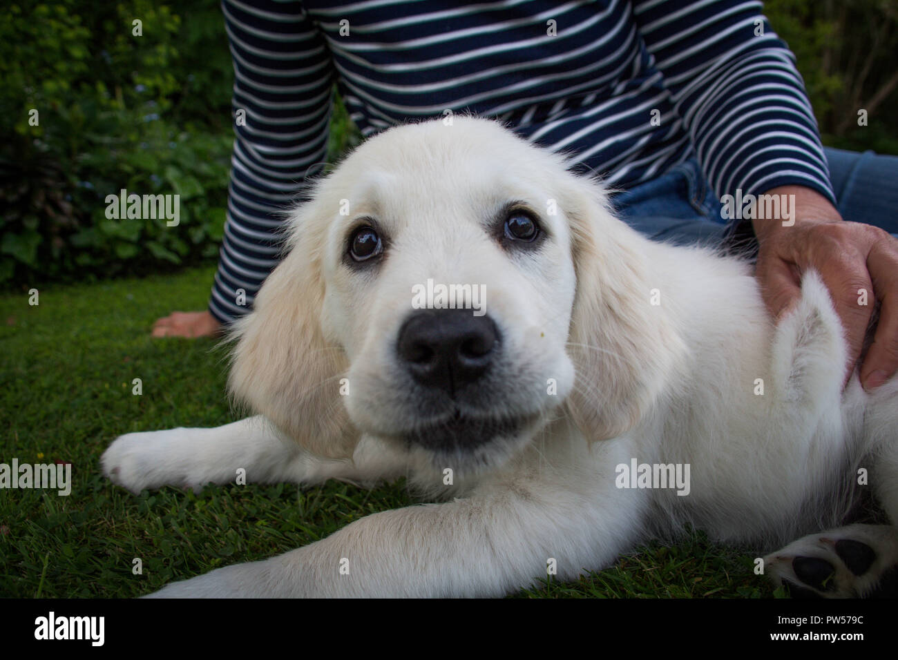 Golden Retriever Welpe Stockfoto