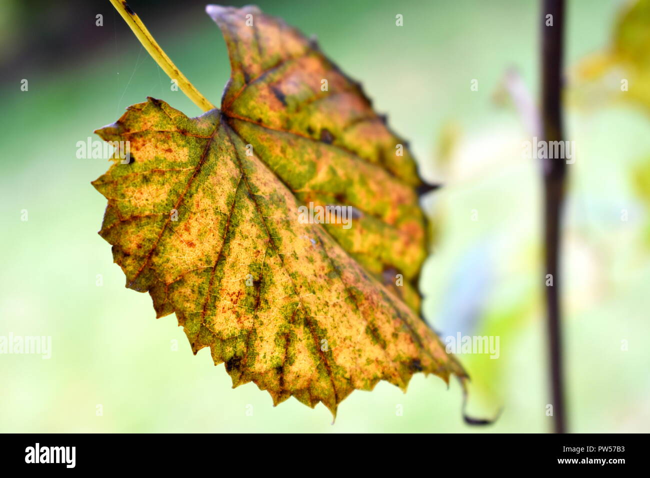 Ein Blatt Stockfoto