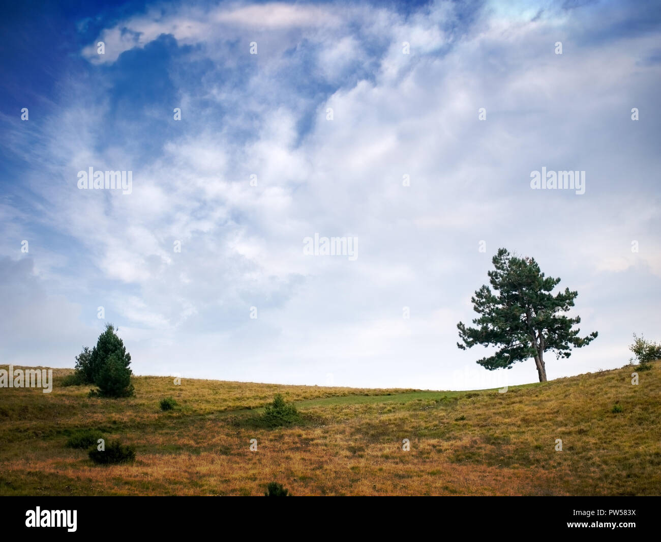 Die offene Landschaft Horizont mit Baum, Busch und dramatischen Blau und bewölktem Himmel. Viel Copyspace. Stockfoto