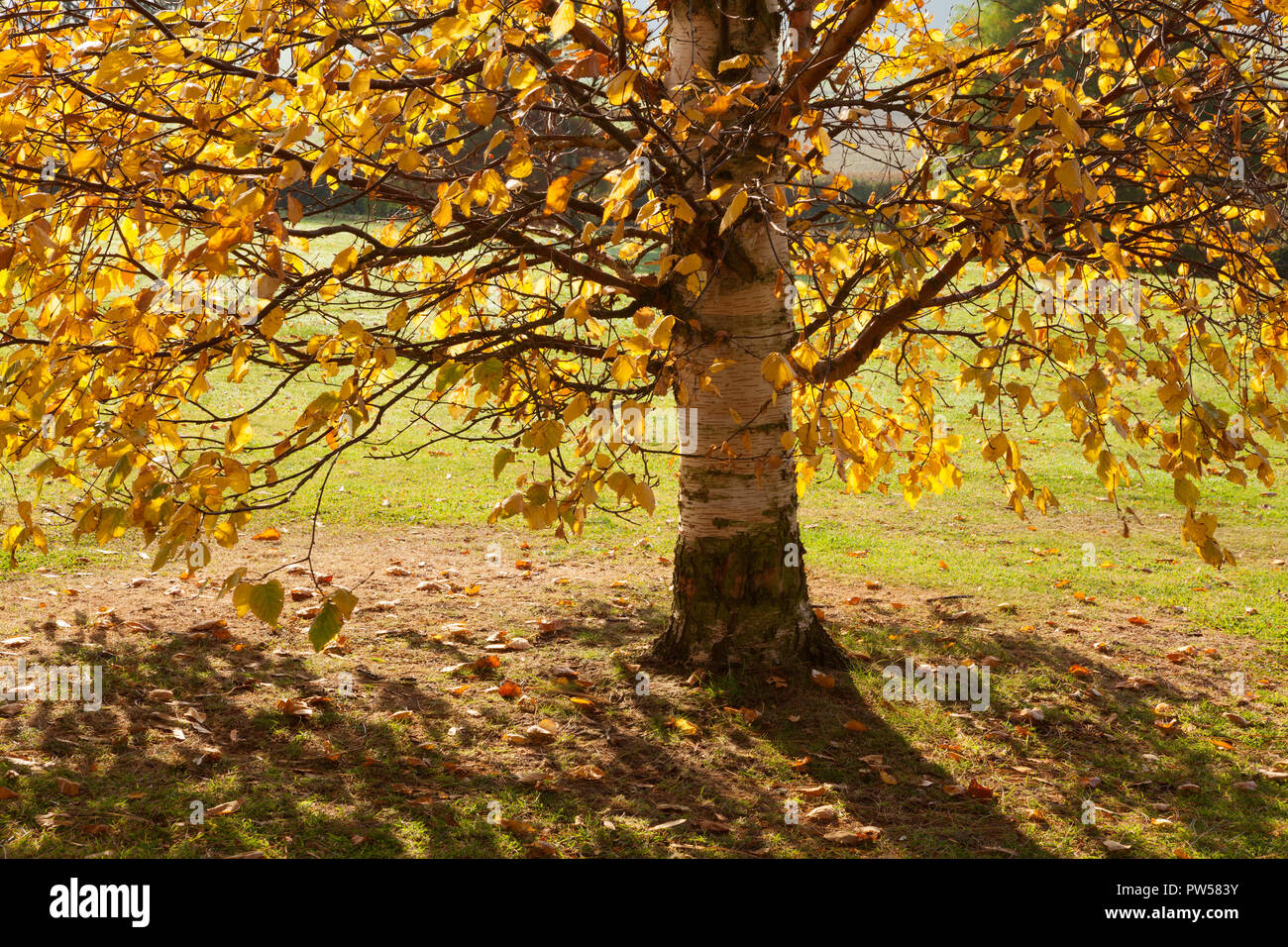 Brightwater Gärten, Saxby, Lincolnshire, Großbritannien. Herbst, Oktober 2018. Stockfoto