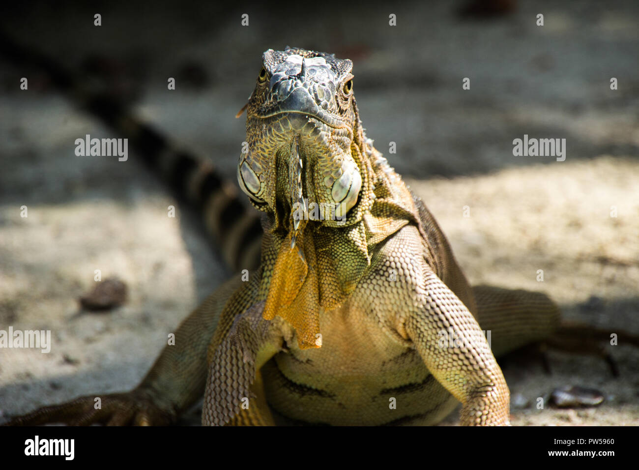Leguan auf der Insel San Andres, Kolumbien Stockfoto