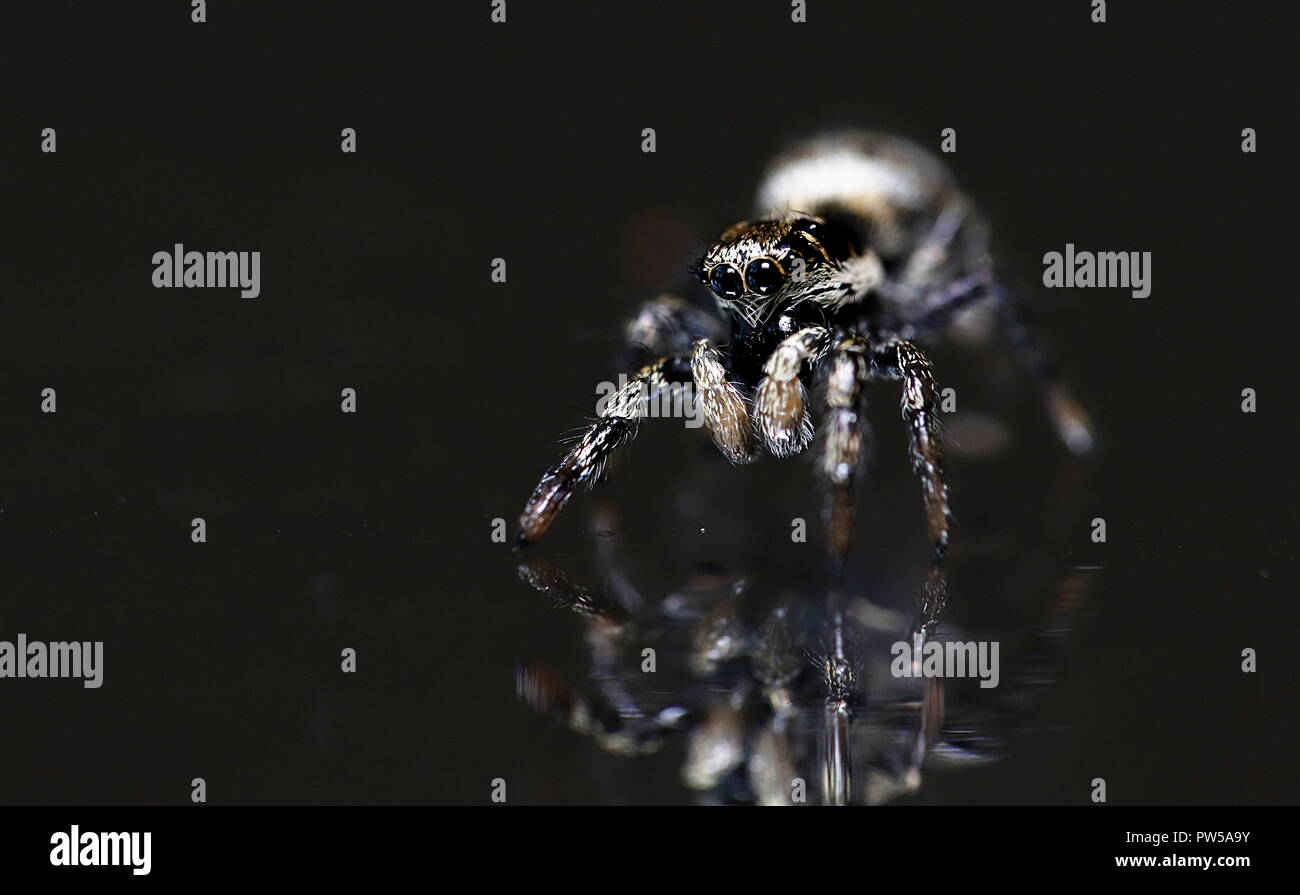 Jumping spider Arlequin zebra Makro Nahaufnahme Stockfoto