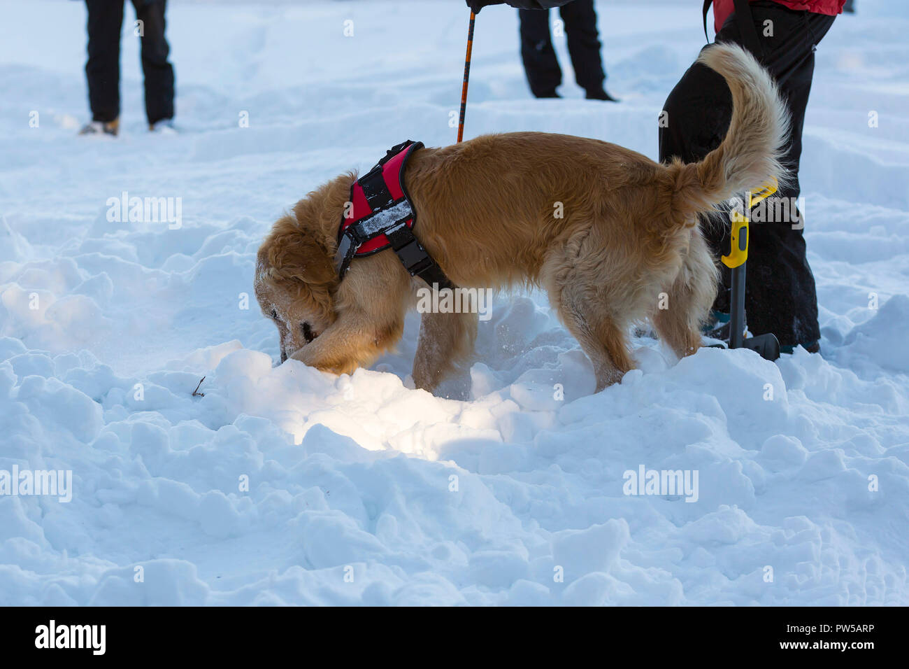 Rescue Dog und einem freiwilligen Bergwacht in einer Ausbildung für das Finden von Menschen in einer Lawine begraben. Beide Männer und Tiere sind Stockfoto
