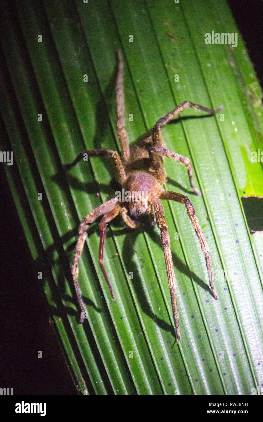 Spinnen in der Nacht in den Dschungel des Amazonas Stockfotografie - Alamy