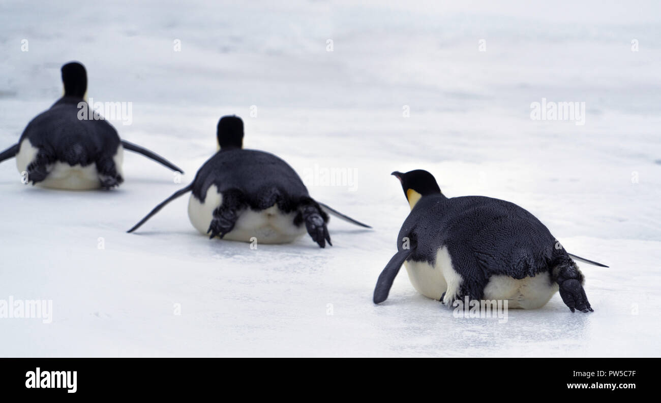 Kolonie, Herde - Kaiserpinguine in der Antarktis. Insgesamt planen Stockfoto