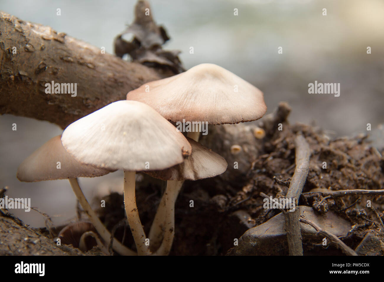 Einige Pilze am Baum Stockfoto