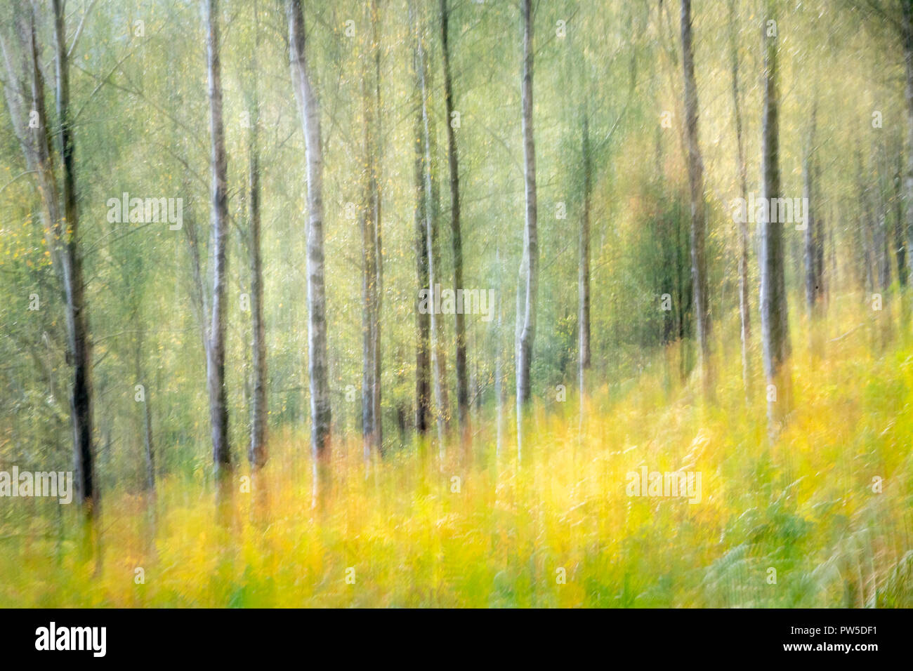 Birkenwald North York Moors National Park, Eskdale, North Yorkshire Stockfoto