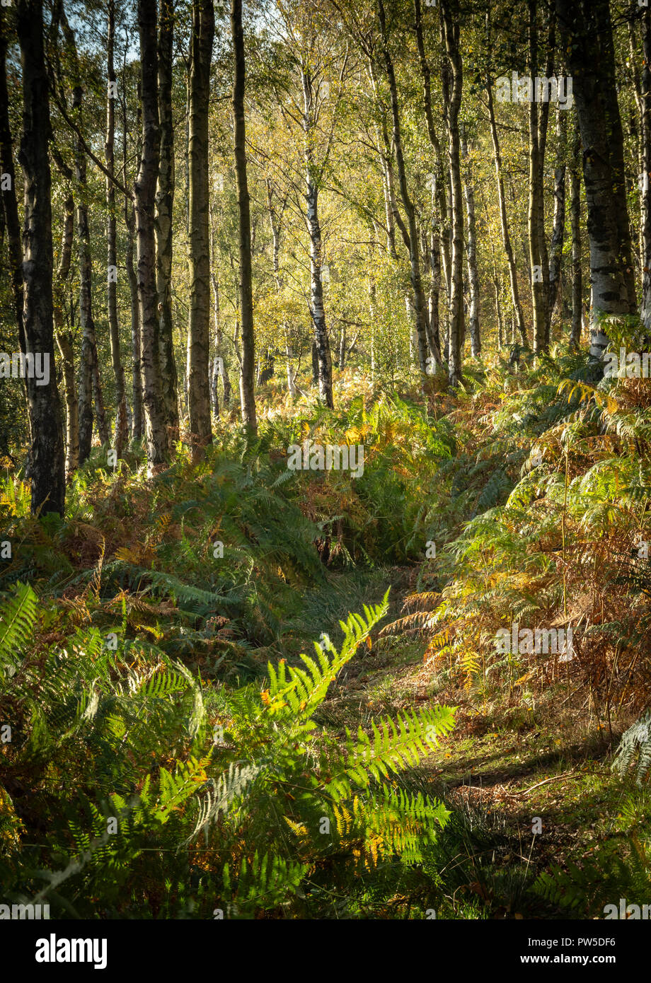 Birkenwald North York Moors National Park, Eskdale, North Yorkshire Stockfoto