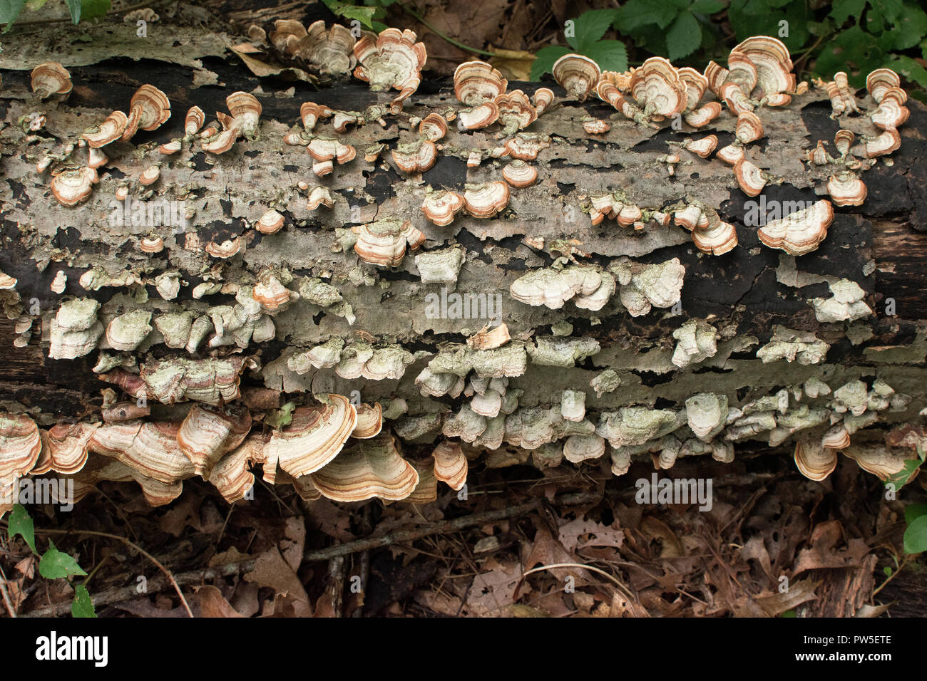 Pilze wachsen auf alte Eiche log Stockfoto