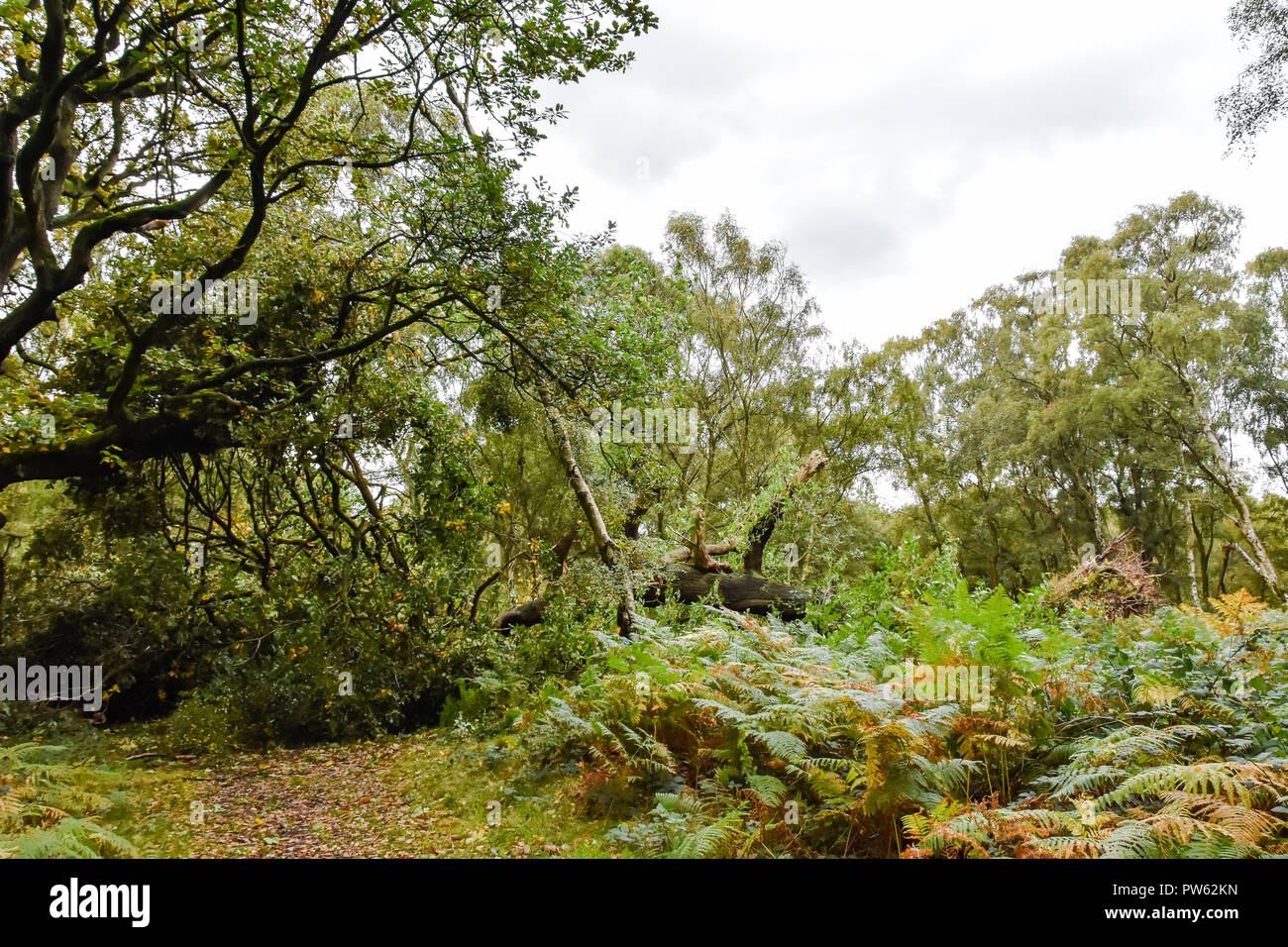 Cannock Chase, Staffordshire, 13. Oktober 2018. Sturm Callum entwurzelt, 400 Jahre alten Eichen in Brocton Niederwald, Cannock Chase. Die starken Winde waren zu viel für diese alten Baum zu Kredit: Daniel James Armishaw/Alamy Leben Nachrichten verarbeiten Stockfoto