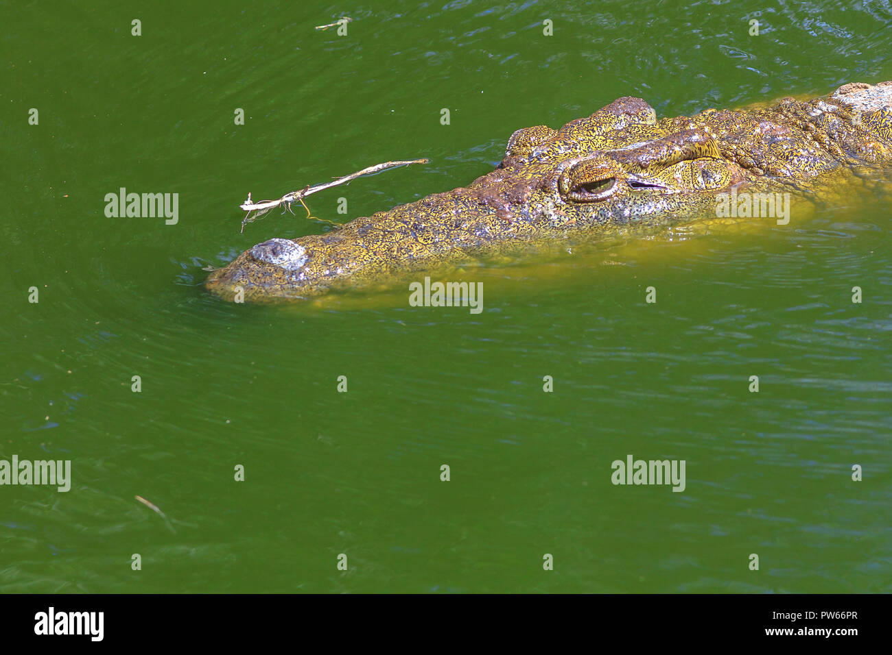 Nahaufnahme der Afrikanischen Krokodil Gesicht im Wasser in Ezemvelo KZN Wildlife. Nilkrokodile in St. Lucia Estuary in iSimangaliso Wetland Park, Südafrika, eines der besten Safari Destinationen. Stockfoto