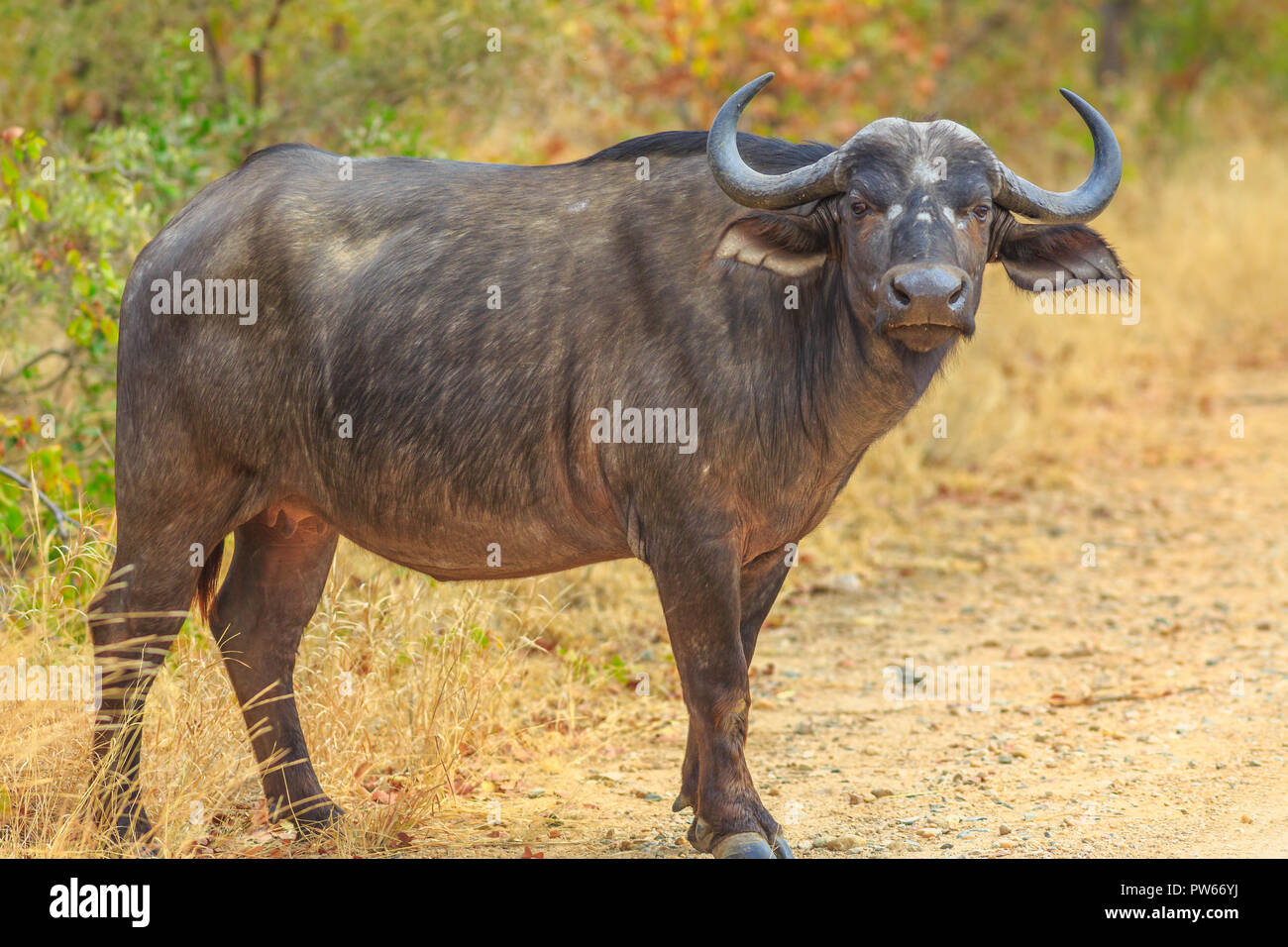 Afrikanische Büffel, Syncerus caffer, im Grünland Natur stehend, trockenen Jahreszeit. Krüger Nationalpark in Südafrika. Der Büffel ist eine große afrikanische Rinder Teil der beliebten Big Five. Stockfoto