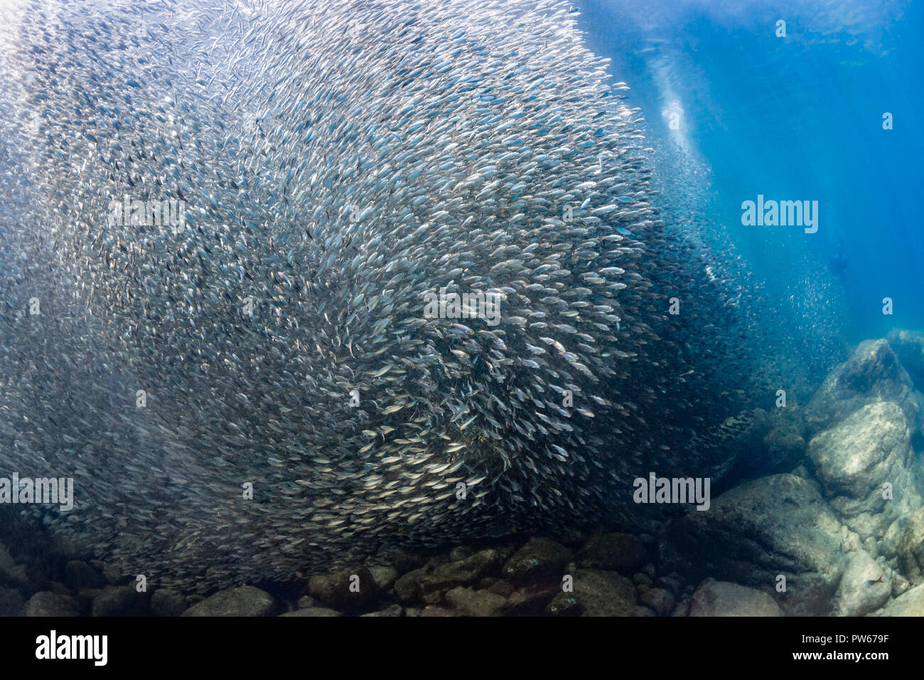 Schule der Sardinen in Los Islotes, La Paz, Baja California Sur, Mexiko (clupeidae) Stockfoto