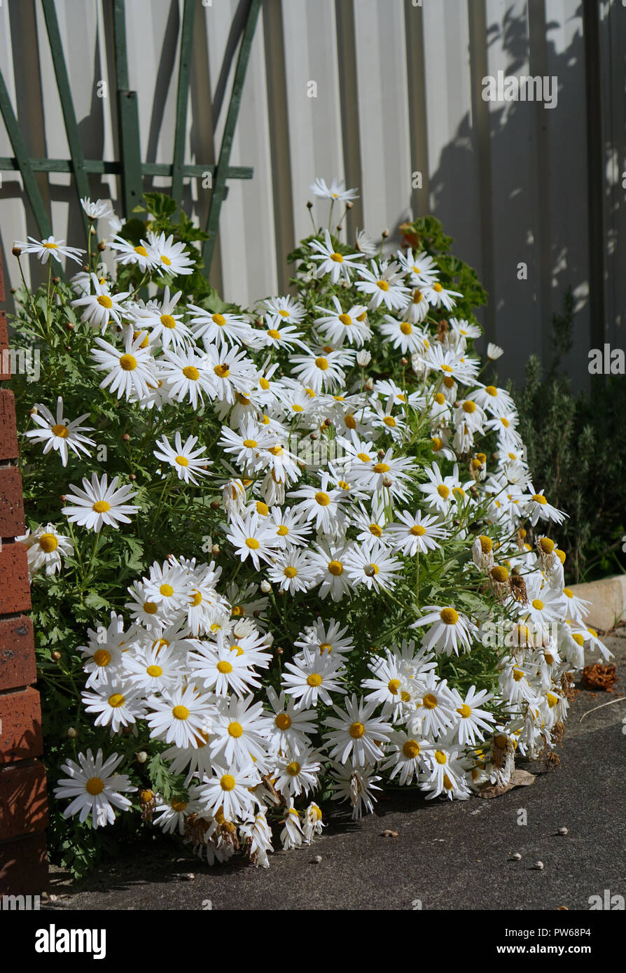 Bündel weißer Daisy Flowers an einer Ecke eines Gartens Stockfoto