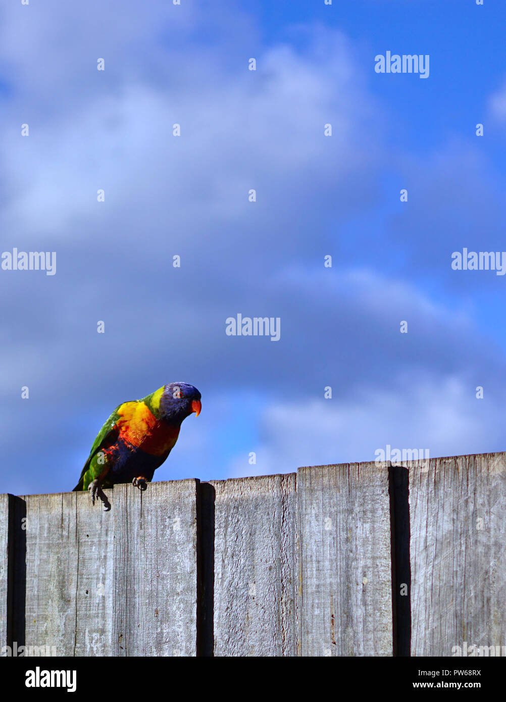 Farbenfrohe Papageien auf Zaun mit bewölktem Himmel Hintergrund Stockfoto
