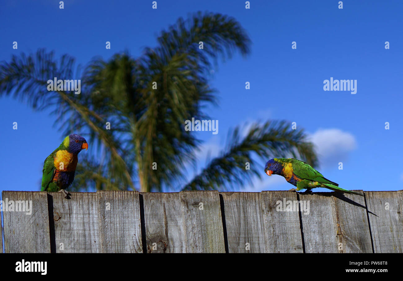 Zwei bunten Papageien mit Palme und blauer Himmel Stockfoto